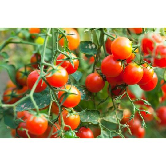 Cây giống cà chua bi