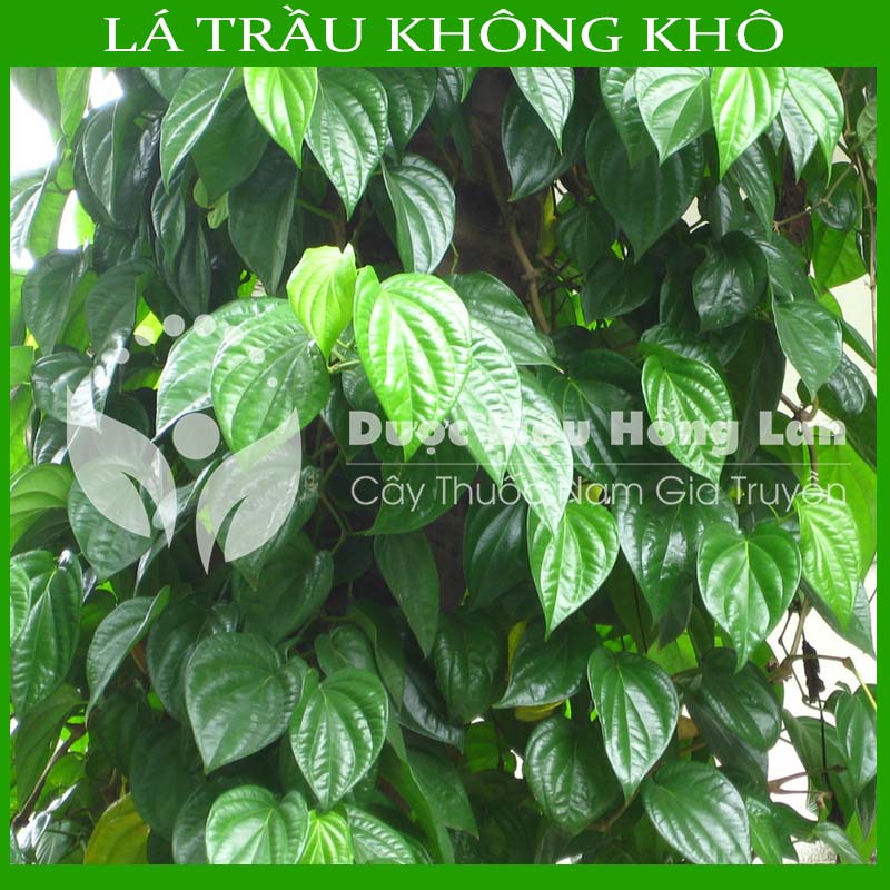 1Kg Lá Trầu Không khô sạch loại 1