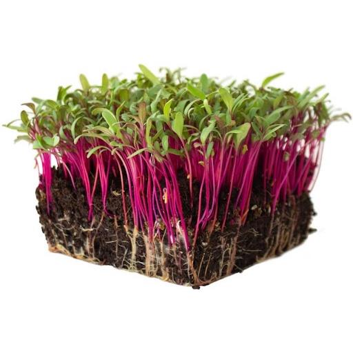 Hạt Giống Mầm Củ Dền Đỏ -1Kg