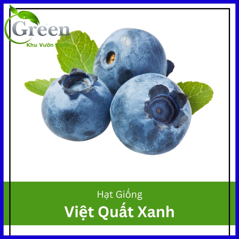Hạt Giống Cây Việt Quất Xanh