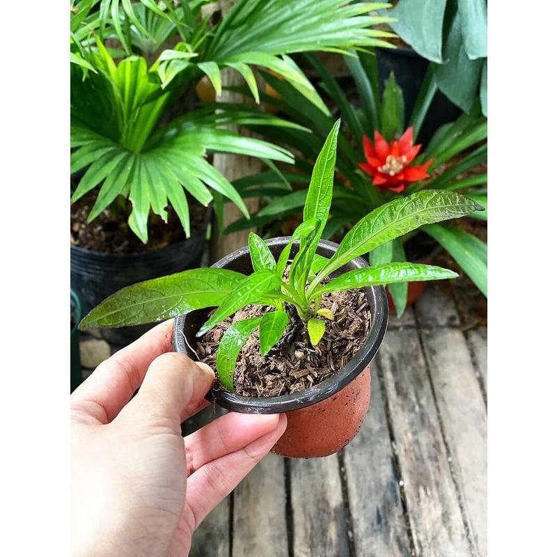 Cây Ruellia angustifolia Mexico Pink (Cỏ Cảnh Mexico) chậu nhựa 8cm