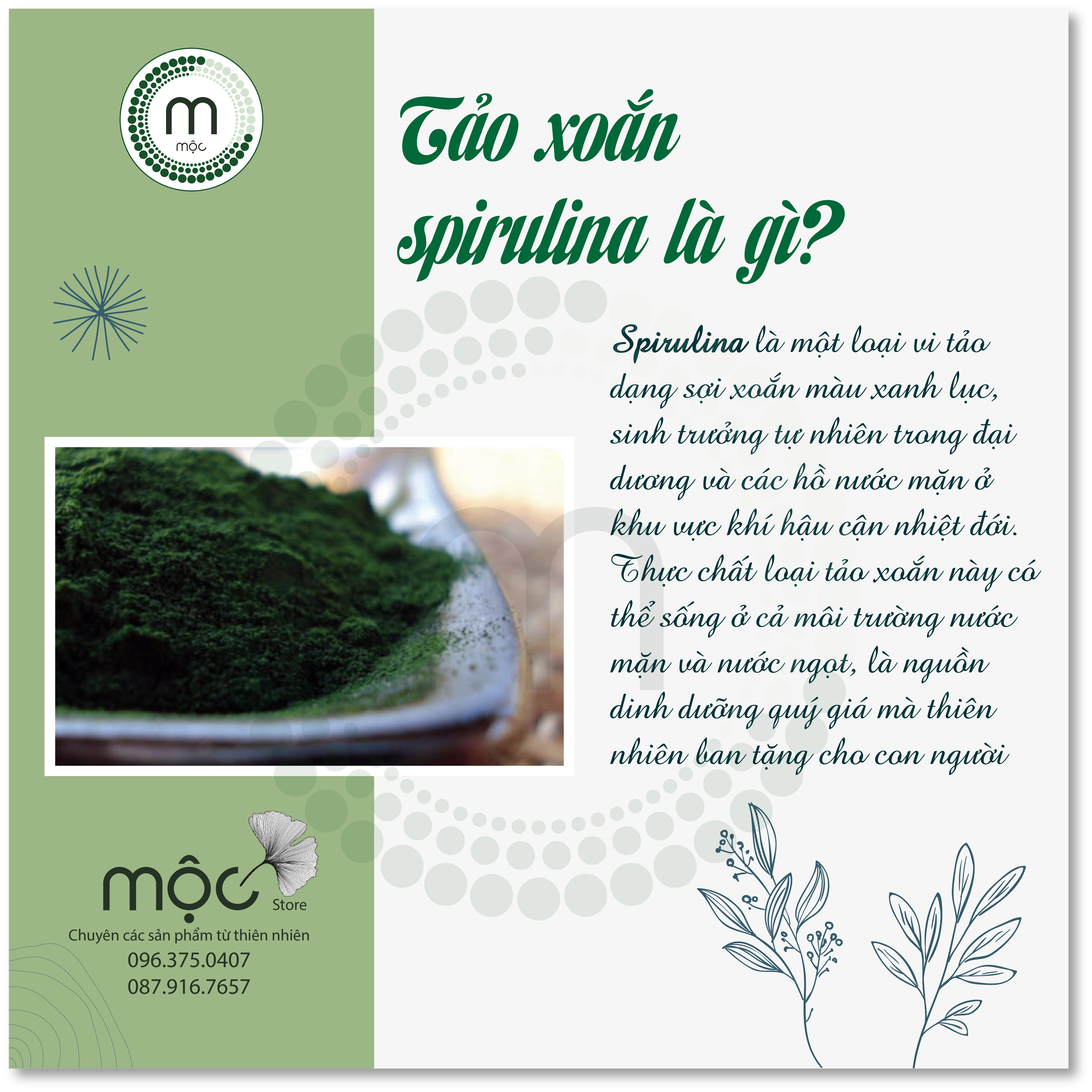 Bột Tảo Xoắn Spirulina Nhật Bản đắp mặt handmade nguyên chất từ thiên nhiên gói 30g dùng thử