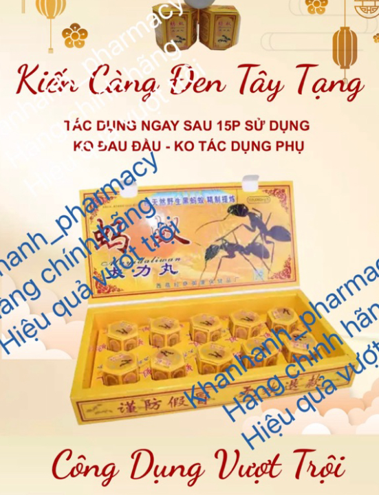 kiến càng đen tây tạng