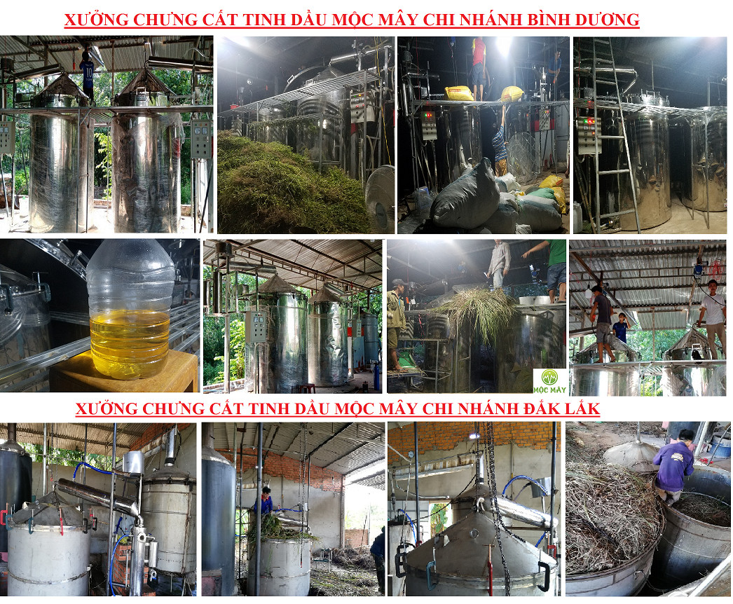 Tinh dầu Sả Chanh Organic 100ml Mộc Mây - tinh dầu nguyên chất từ thiên nhiên - Có kiểm định Bộ Y Tế, chất lượng và mùi hương vượt trội