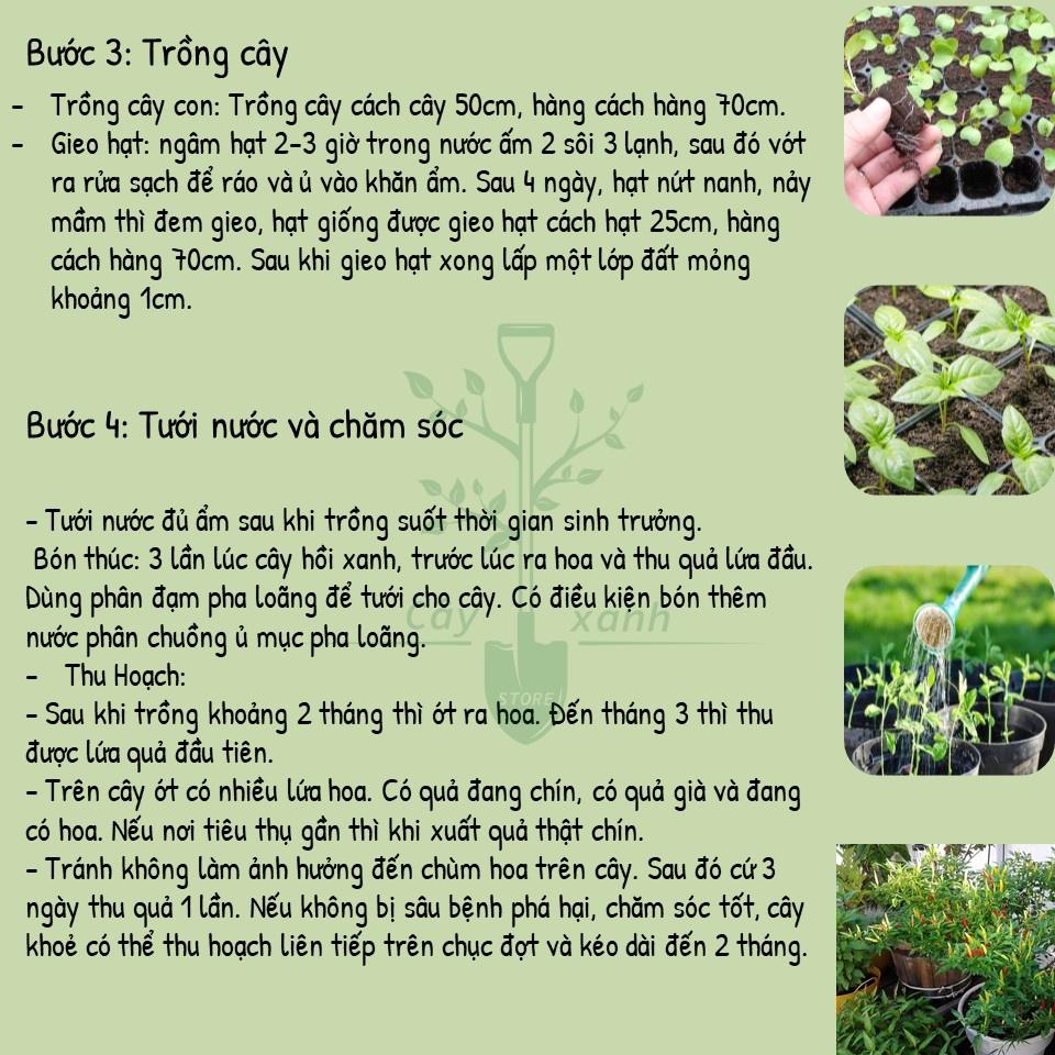 Hạt Giống Ớt Chỉ Thiên Siêu Cay Gói 0.1g -  Phú Nông Seeds