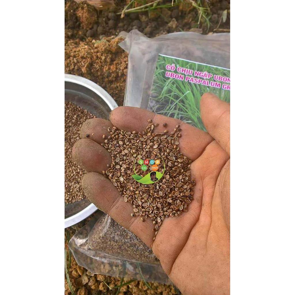 Hạt giống cỏ Ubon Paspalum - Cỏ xả chịu ngập