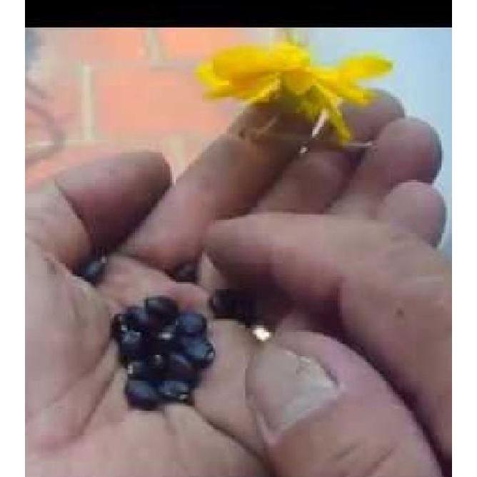 Hạt giống hoa mai vàng 5 cánh - hoa mai giảo  - 1 gói 25 hạt