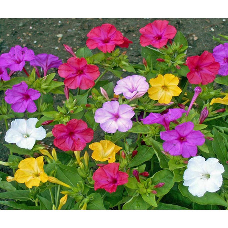 Hạt giống hoa bông phấn mix Nhiều màu 50 hạt/gói