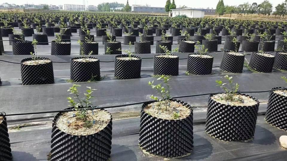 Bầu ươm V6 độ dài 50 mét các quy cách Khổ cao có sẵn ốc vít