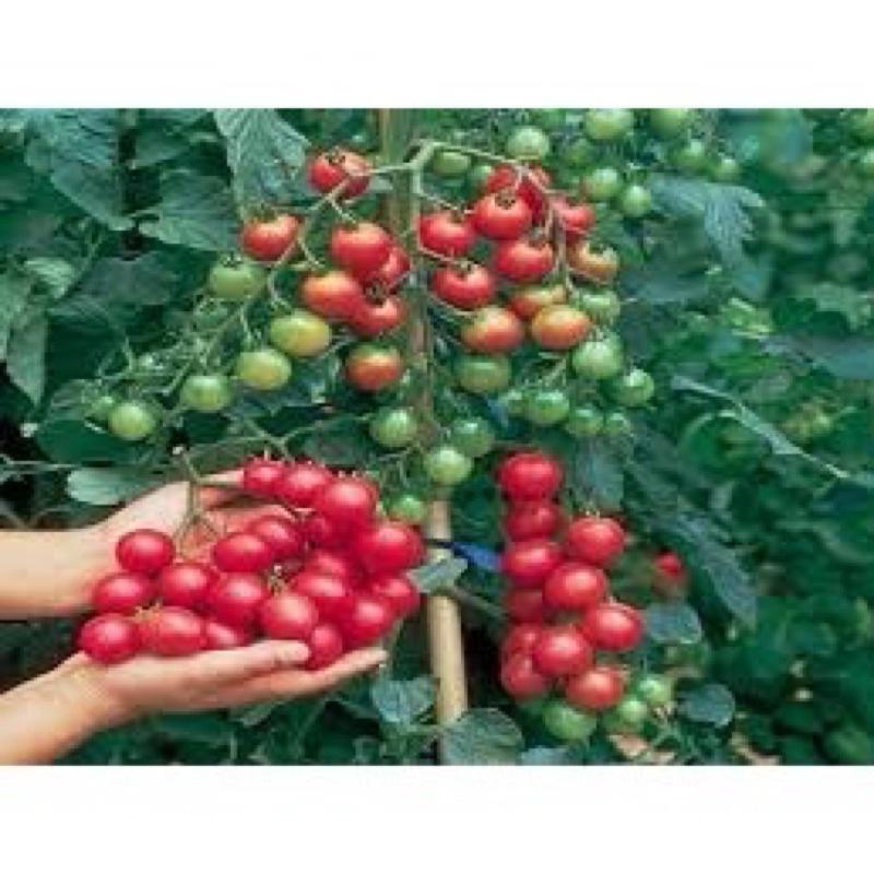 HẠT GIỐNG CÀ CHUA BI