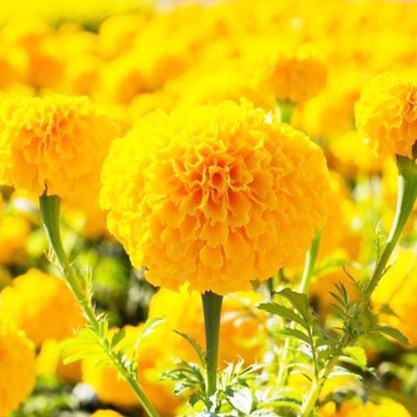 HẠT GIỐNG HOA VẠN THỌ PHÁP F1 VÀNG CHANH
