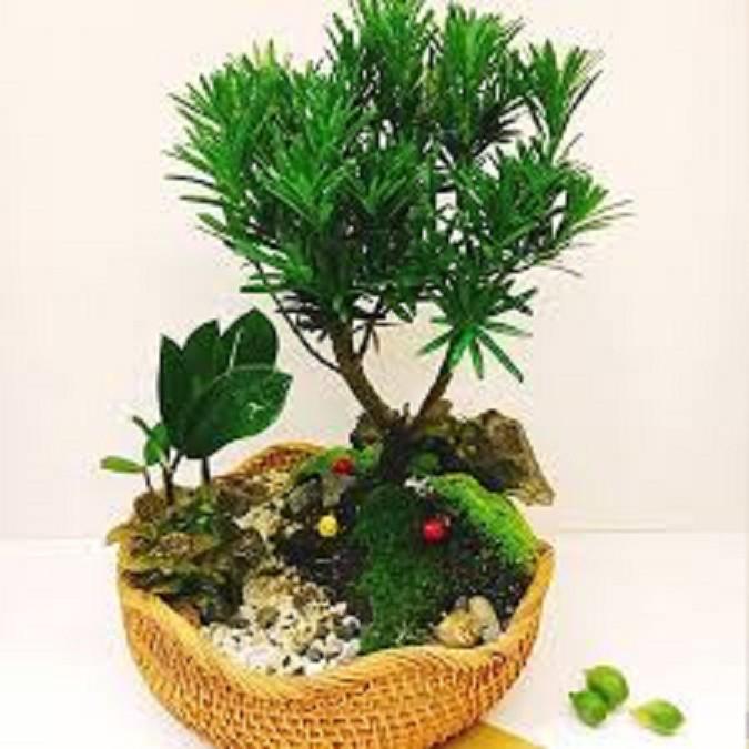 CÂY GIỐNG TÙNG LA HÁN - CÂY NHỎ