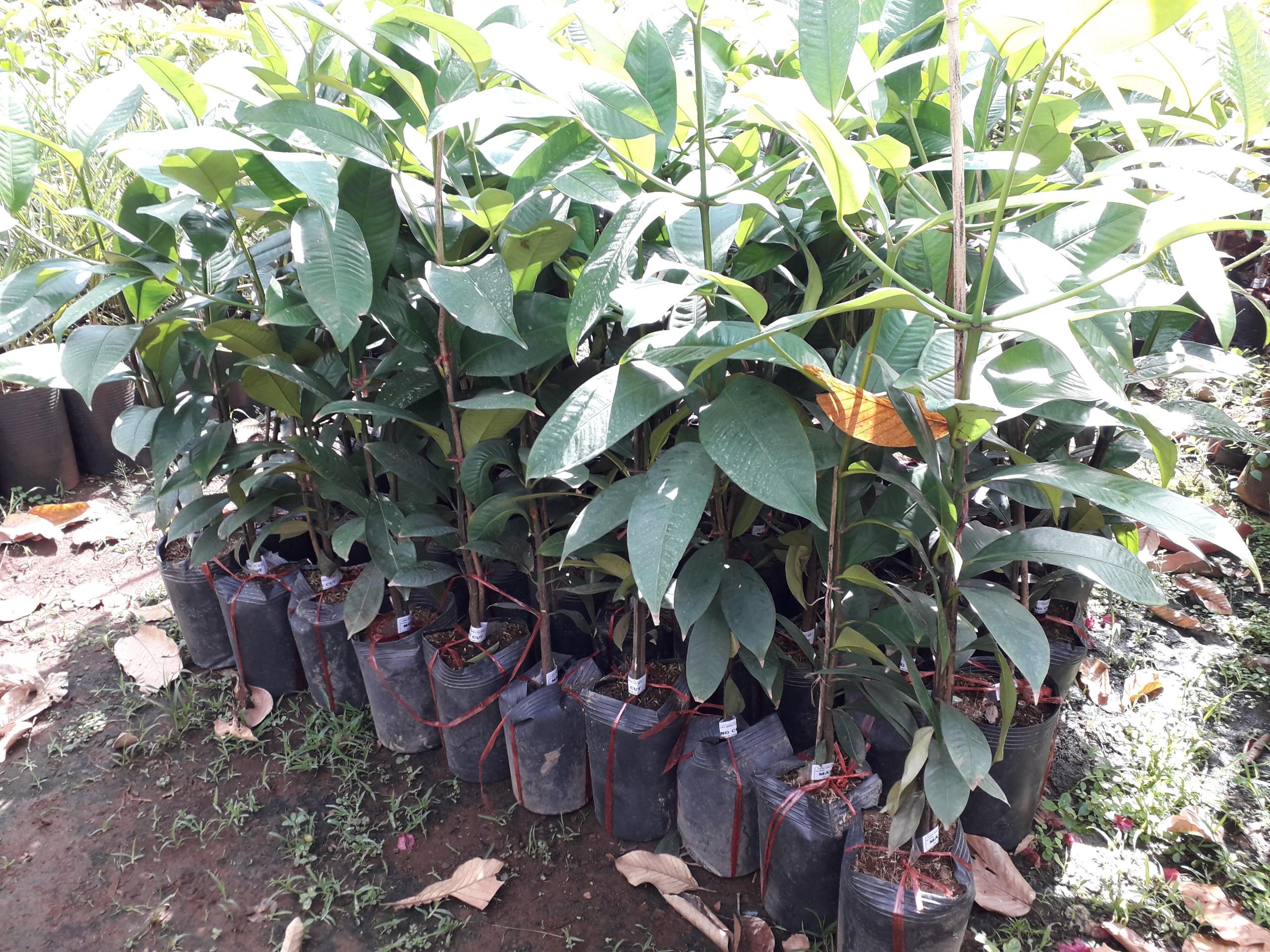 Cây giống MĂNG CỤT GHÉP cho trái siêu sớm, siêu trái.