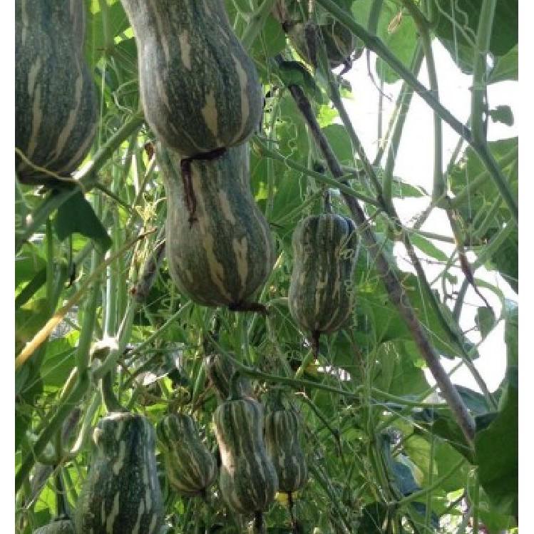 Hạt Giống Bí Đỏ Hạt Đậu F1 - 10 hạt/gói