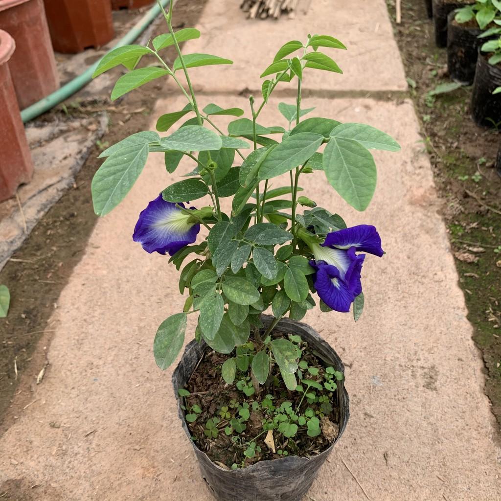 Cây hoa đậu biếc leo giàn cao 25 - 30cm, cây nở hoa quanh năm, rất dễ chăm sóc, trồng leo giàn tường rào và ban công
