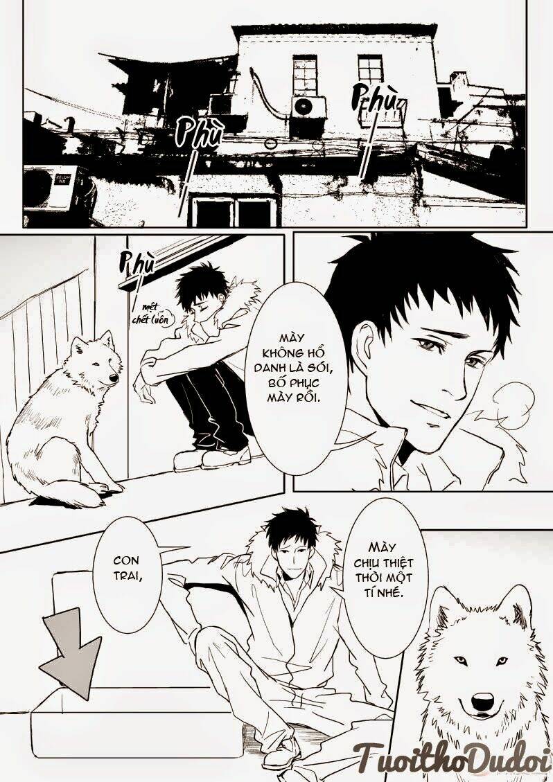 sự mê hoặc của sói chapter 11 14