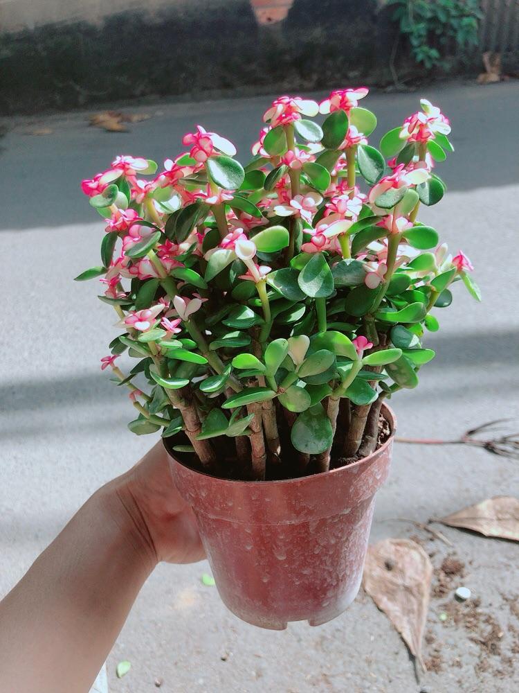 Chậu Cây Cành Vàng Lá Ngọc