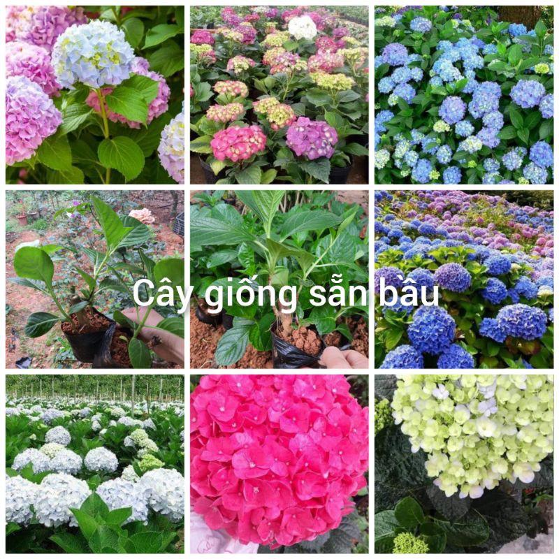 Cây giống cẩm tú cầu nhiều màu