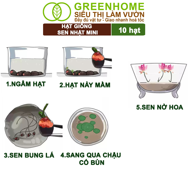 Hạt Giống Hoa Sen Nhật Mini Greenhome, Gói 10 Hạt, Nhiều Màu, Dễ Trồng, Nảy Mầm Tốt H01