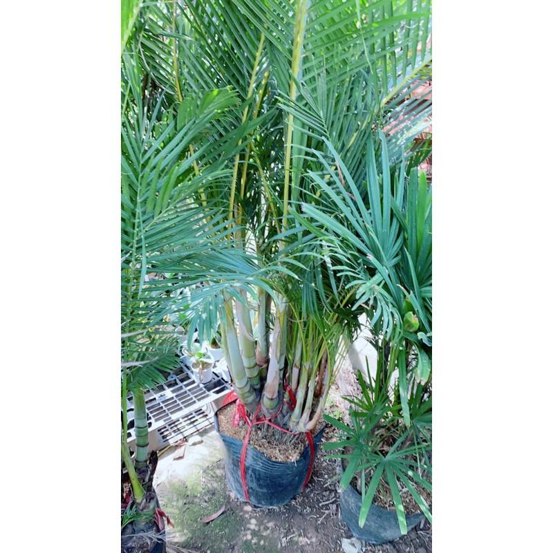 Cây Cau Kiểng Bụi Lớn Cao 2m