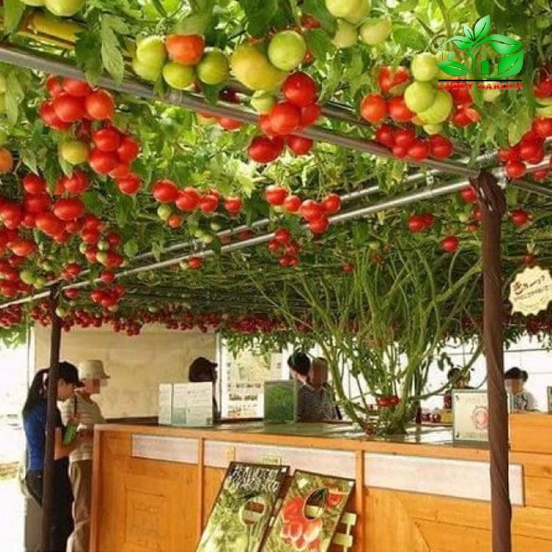 Bộ Hạt giống cà chua leo giàn