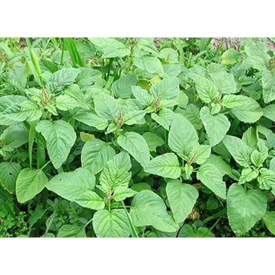 Hạt Giống Rau Dền Xanh gói 20gr, hat giong rau sach thuy canh