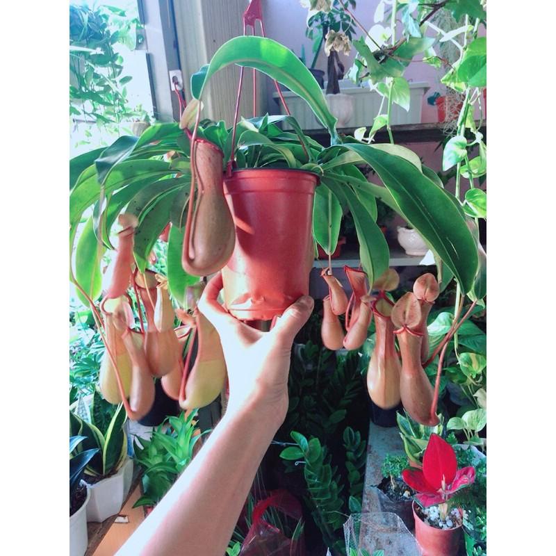 Chậu Cây Nắp Ấm Bắt Côn Trùng