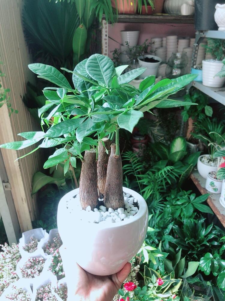 Chậu Kim Ngân 3 Thân