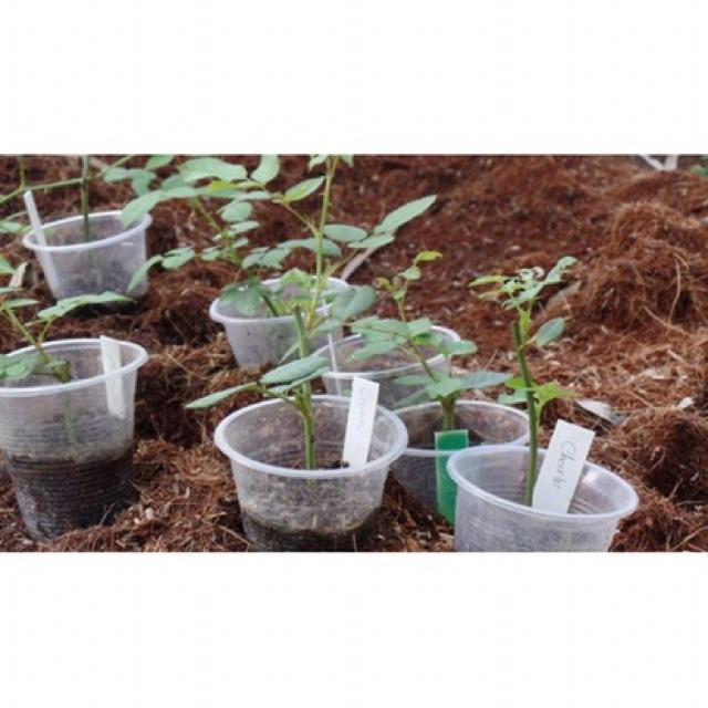 Thuốc kích rễ chuyên giâm chiết cành - set 10 lọ