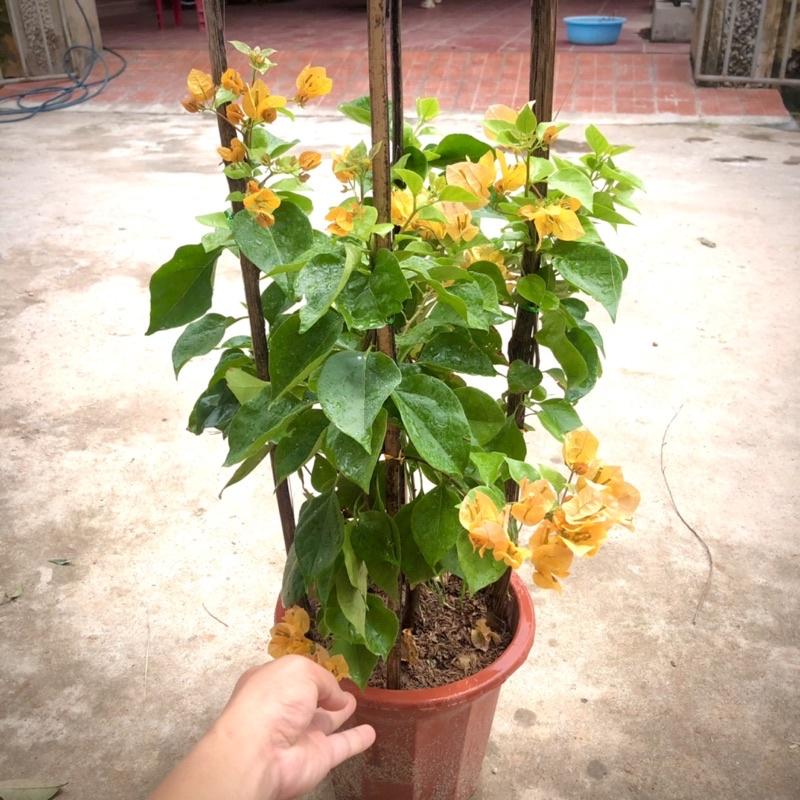 Cây giống cây hoa giấy màu vàng đang hoa cao 50-70cm