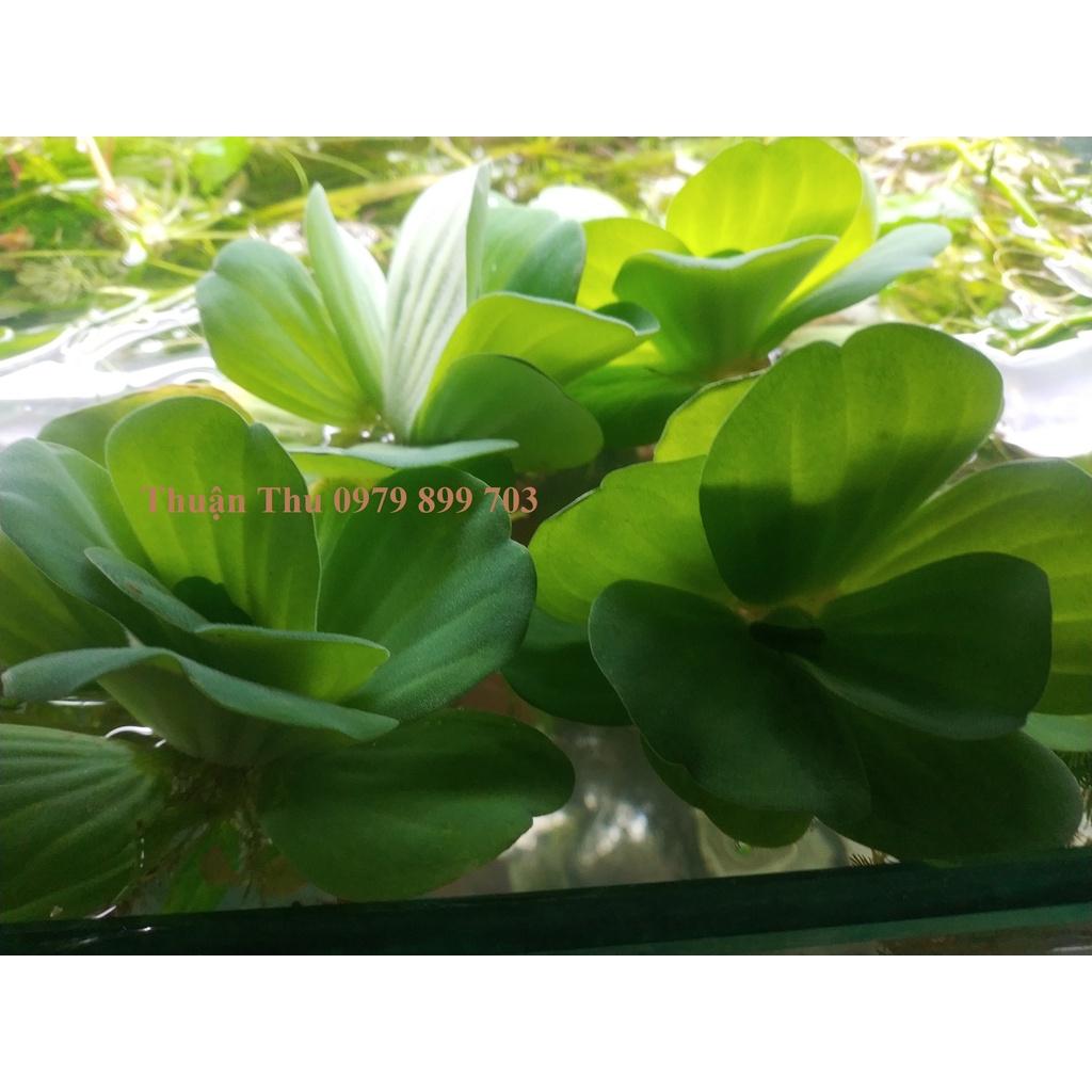 Bèo tai tượng - Bèo cái - Bèo thủy sinh