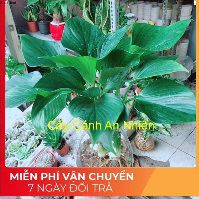 Chậu cây thanh tâm thuỷ sinh