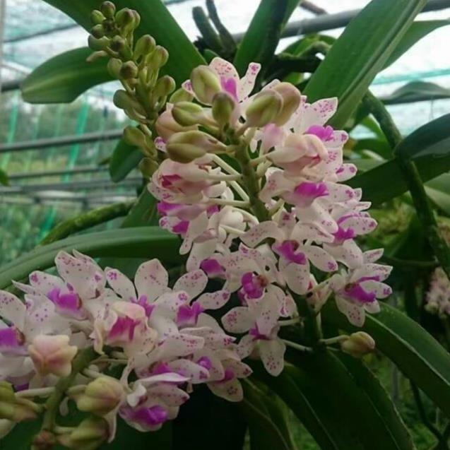 Hoa đẹp ngày tết, Hoa phong lan Đai châu lá mít bóc trụ