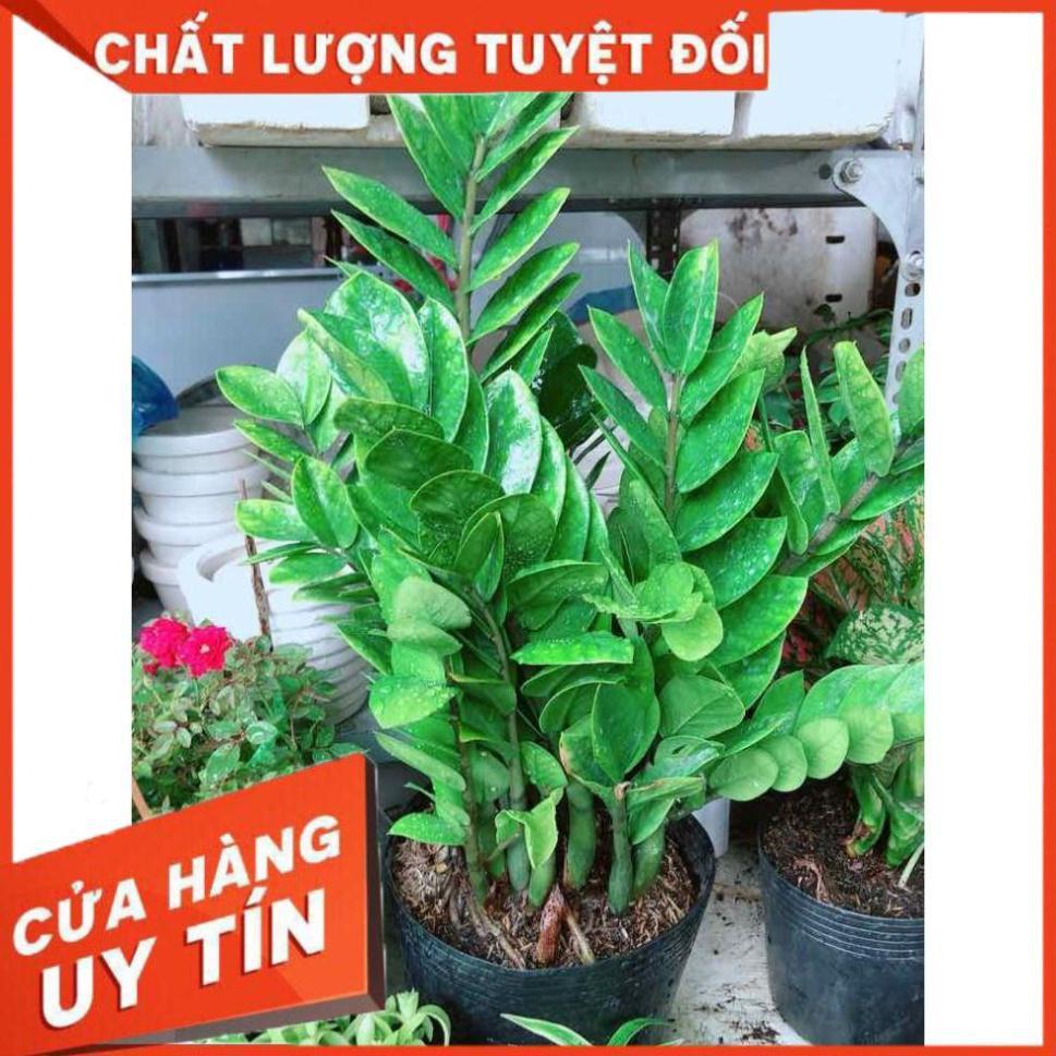 Kim tiền size đại Nhiều Người Mua