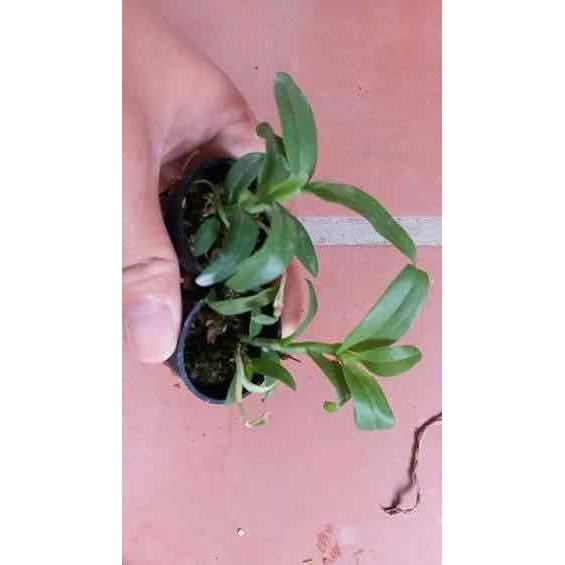 Phi điệp 5ct ho hàng giống