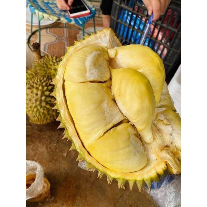 Cây giống sầu riêng thái múi dày
