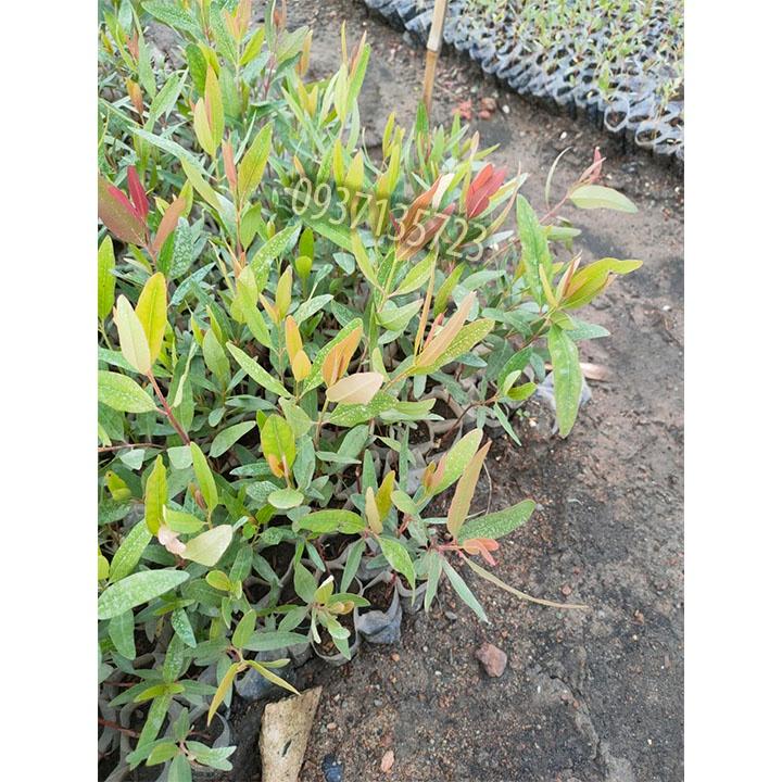 Combo 15 cây bạch đàn cây giống