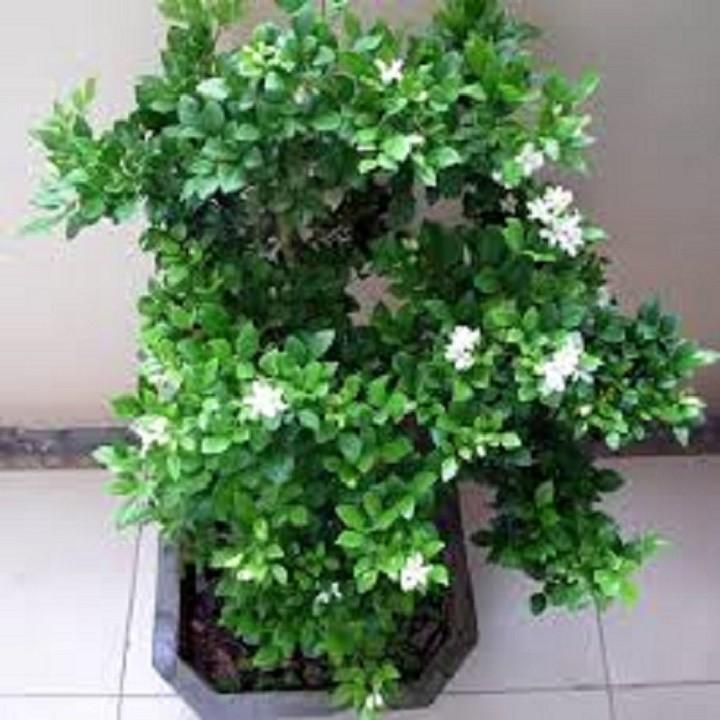 CÂY GIỐNG NGUYỆT QUẾ - CÂY NHỎ