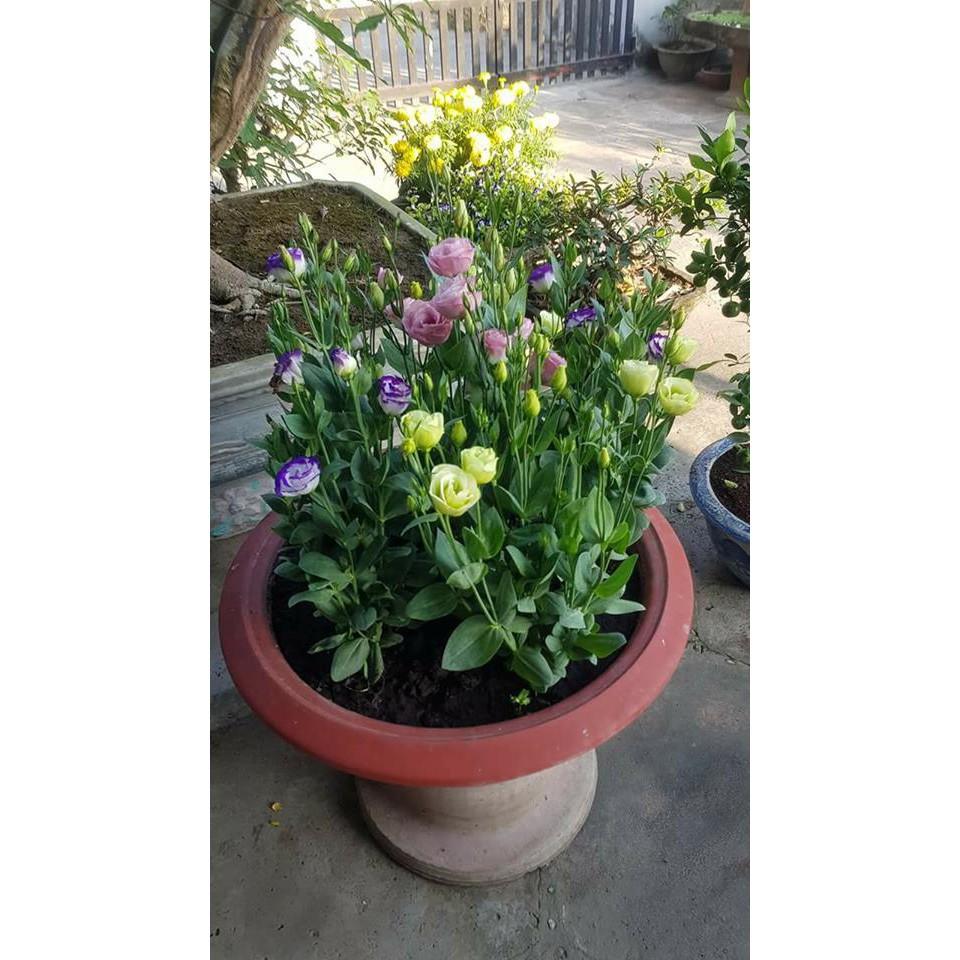 Hạt Giống Hoa Cát Tường - 5 Hạt