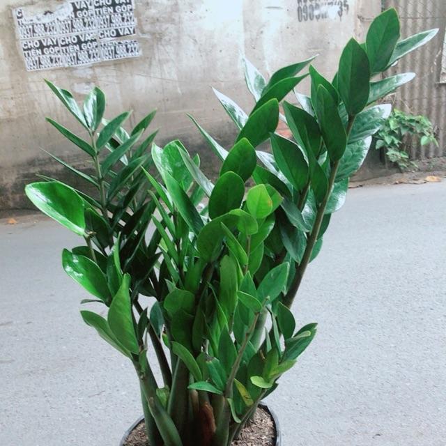 Kim Tiền Size Lớn