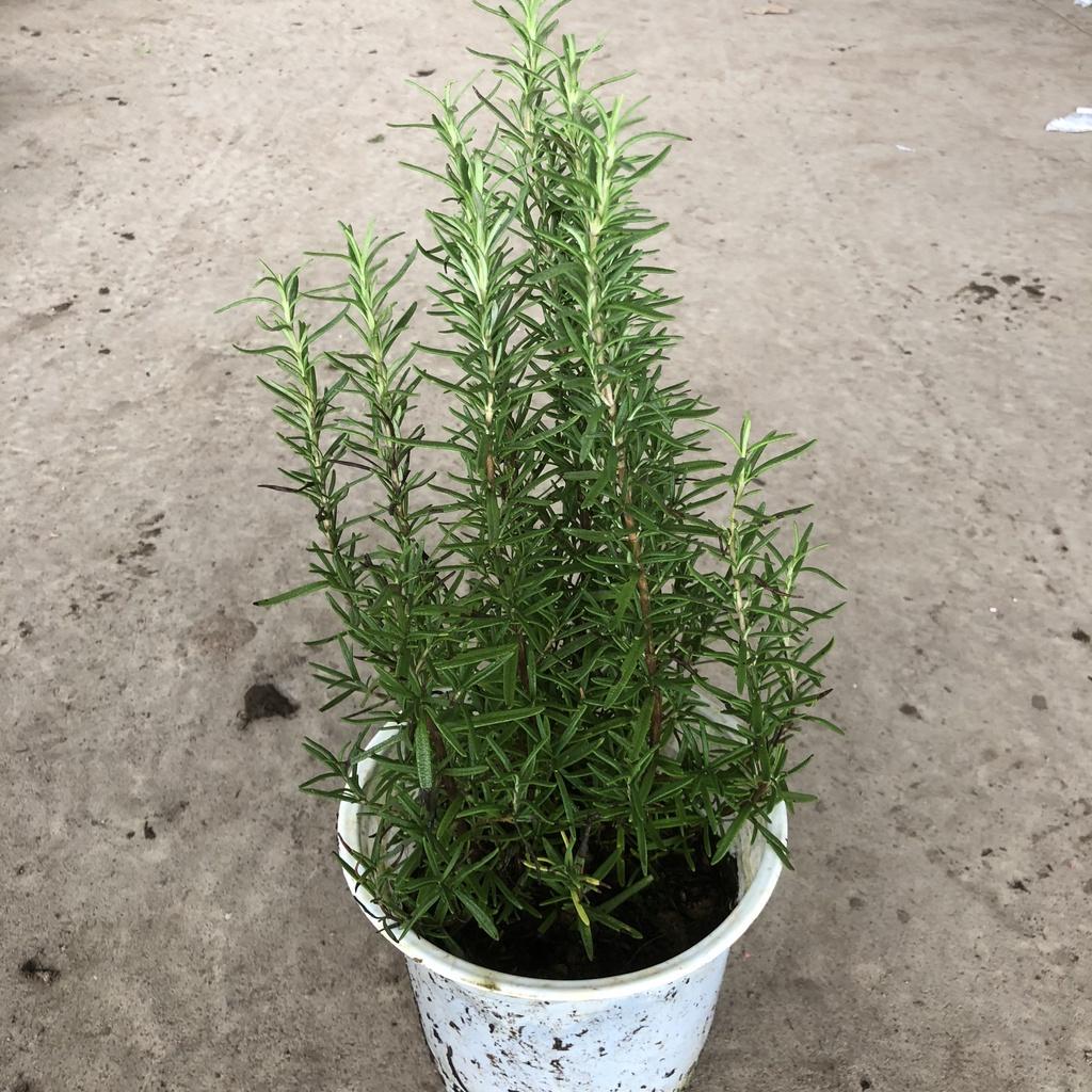 Cây hương thảo Rosemary, Chiều cao 25cm hương thơm đặc biêt nhiều công dụng, thích hợp làm cây dược liệu