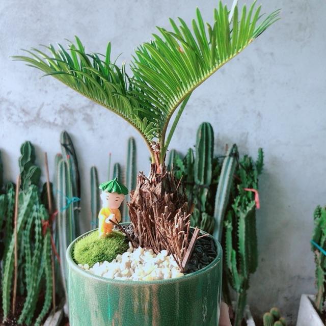 Chậu Cây Thiên Tuế