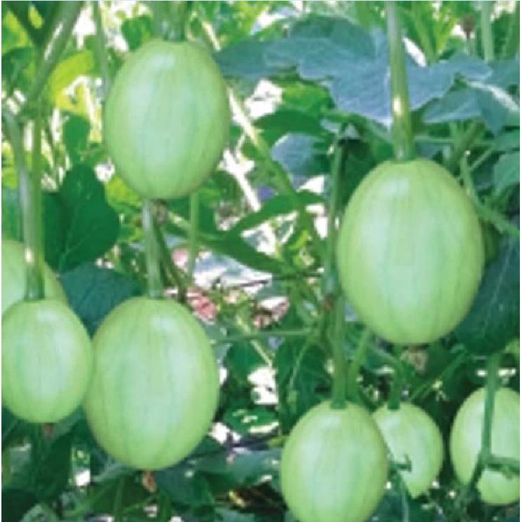 Hạt giống dưa hấu nụ - dưa hồng - dưa canh KNS3299 - Gói 10 hạt