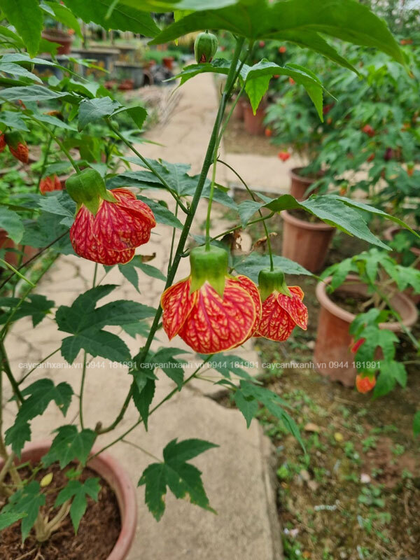 Cây bụp lồng đèn