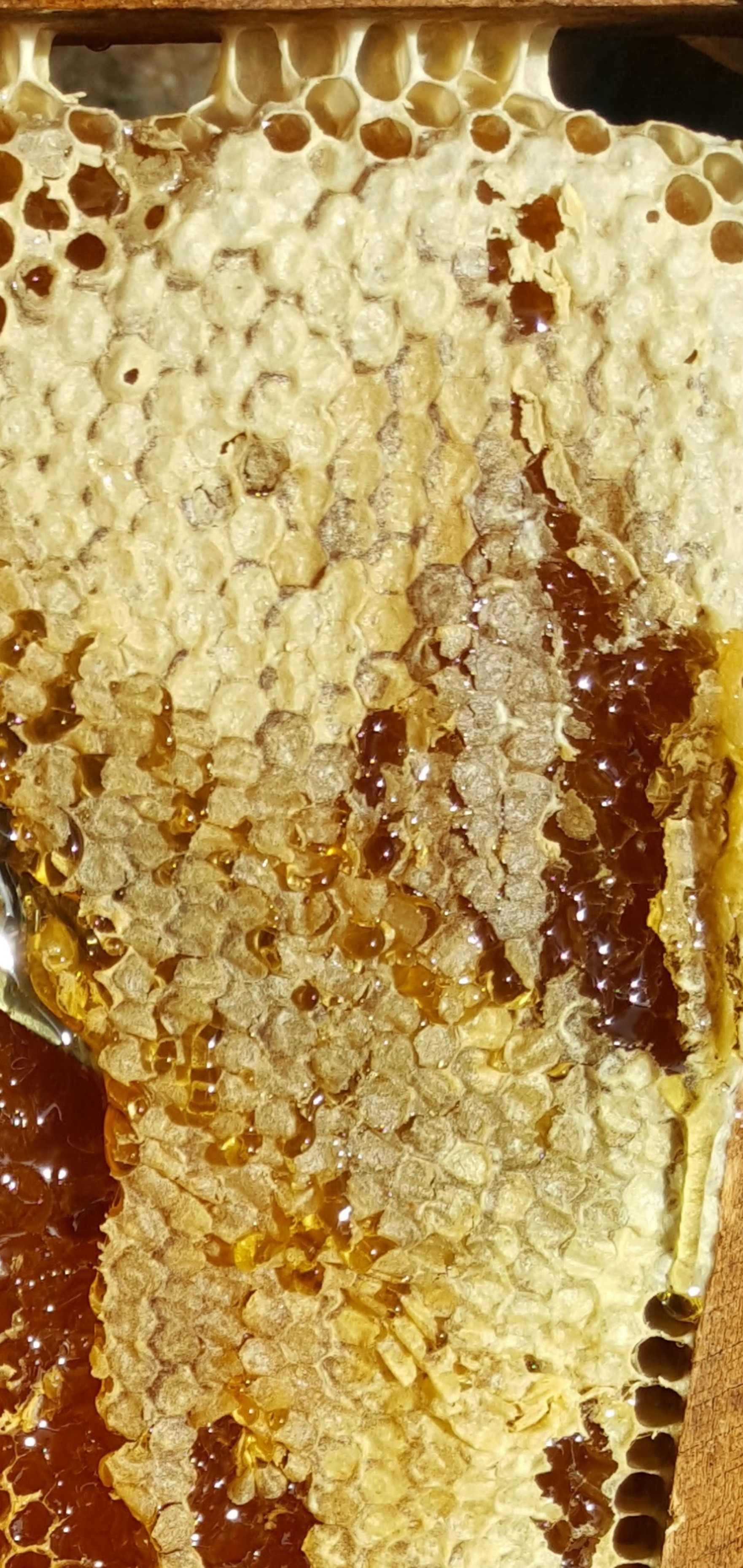 Mật ong rừng Hoa Miền Núi dạng tuýp tiện dụng 130g - 100% mật ong chín Honimore 