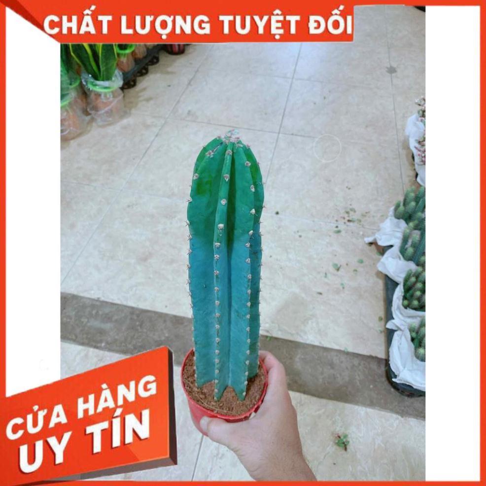 Xương rồng Nhiều Người Mua