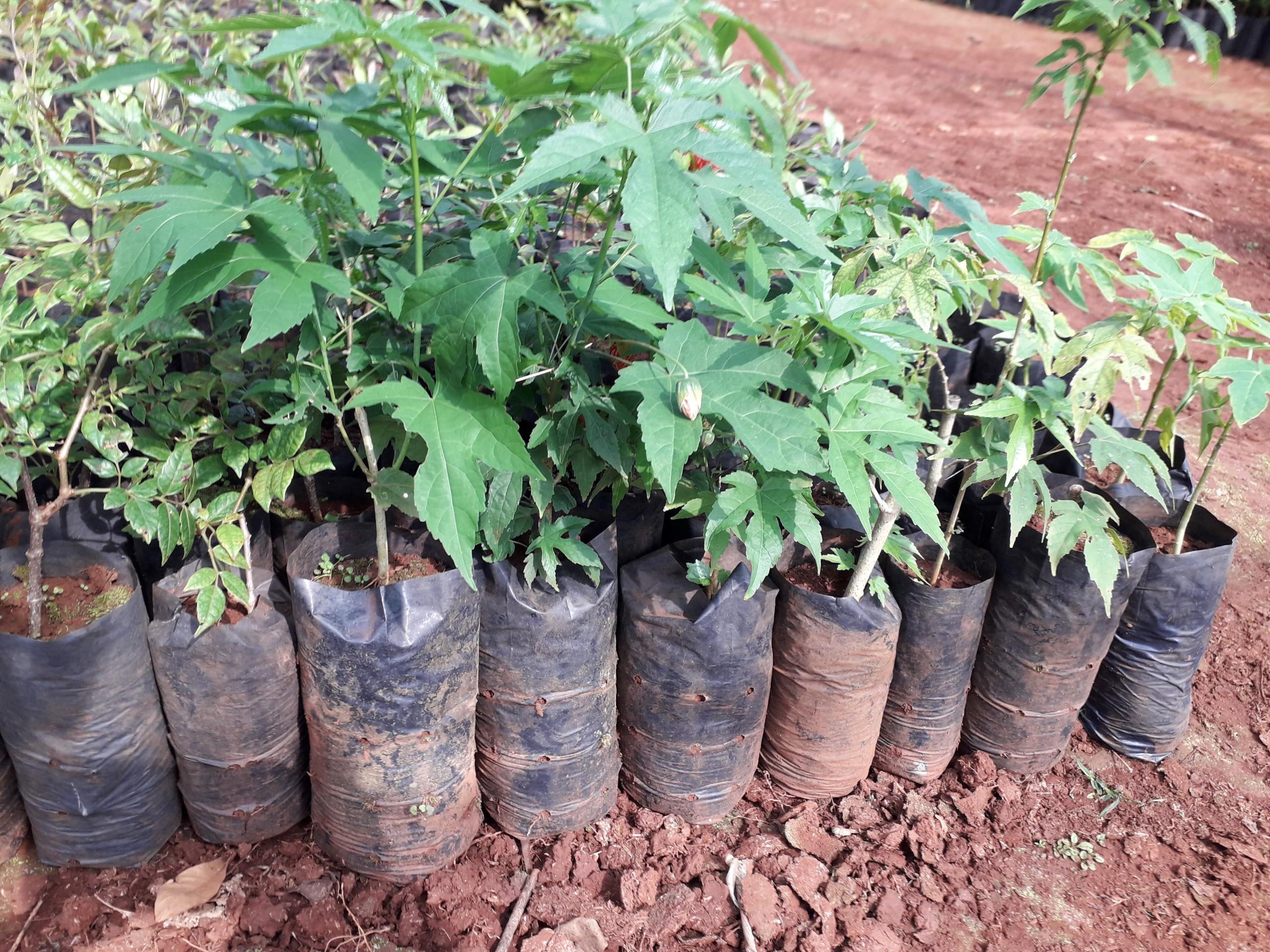 CÂY GIỐNG HOA LỒNG ĐÈN.