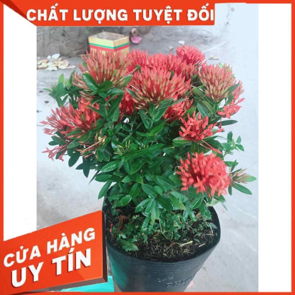 Chậu hoa trang thái Nhiều Người Mua