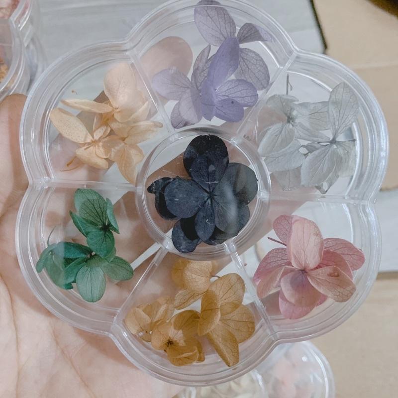 Hoa khô omber ẩn gel, hoa khô cánh to