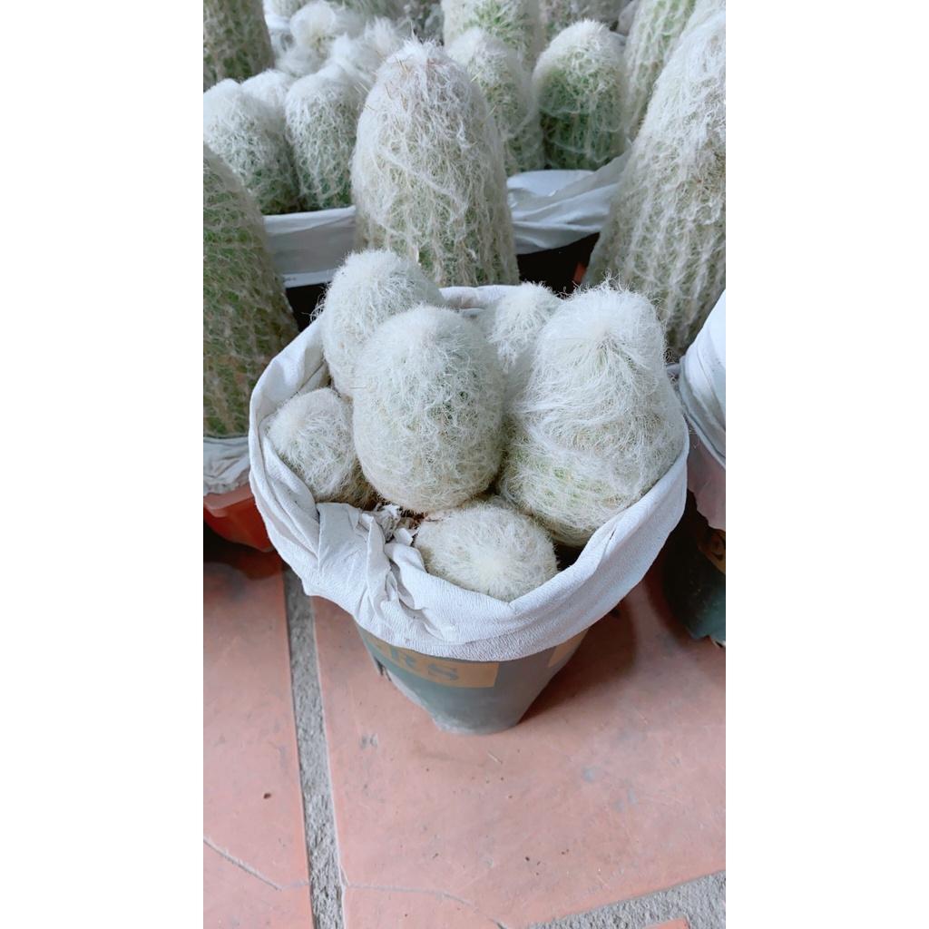 Xương Rồng Bụi Lớn